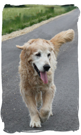 Chester Chester