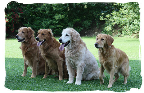 Ritchie - Bandit - Chester - Jamie Ritchie - Bandit - Chester - Jamie