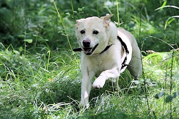 Kimba Kimba