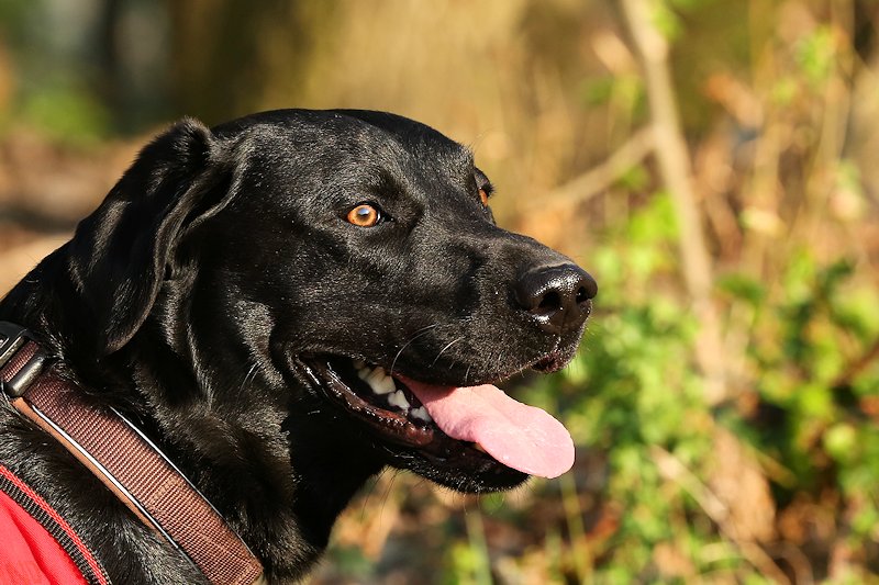 Lennox, ein Bild von einem Labrador, ...