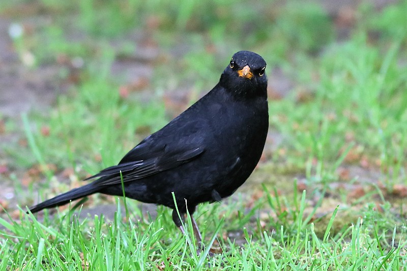 05 10 blackbird 07