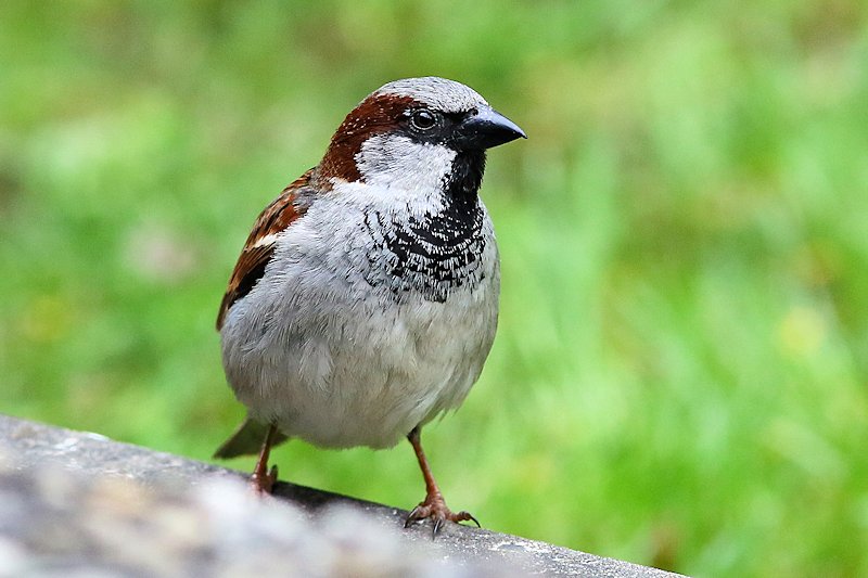 05 10 sparrow 03
