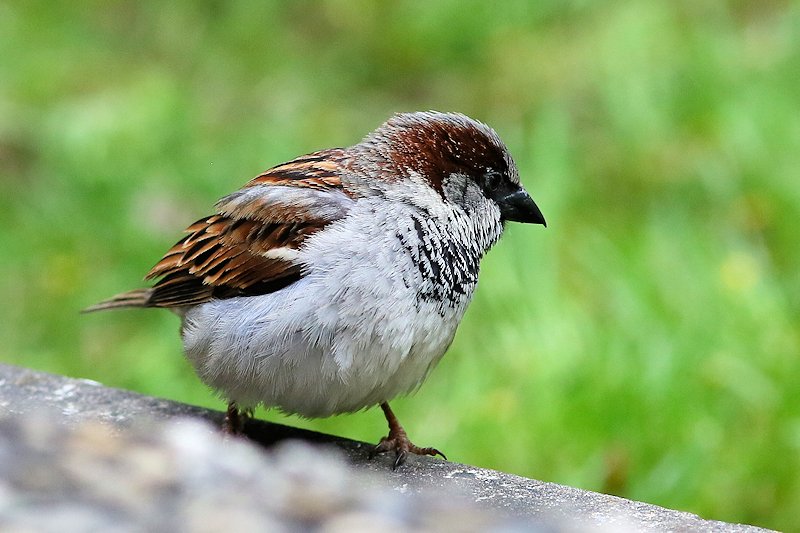 05 10 sparrow 05