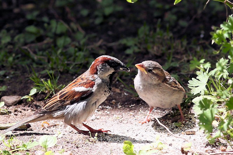 06 16 sparrow 05 s