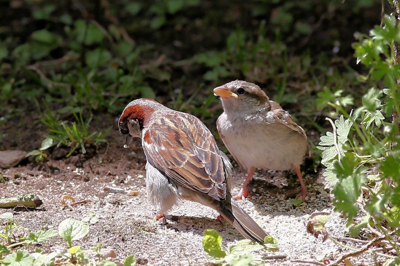 06 16 sparrow 10 s