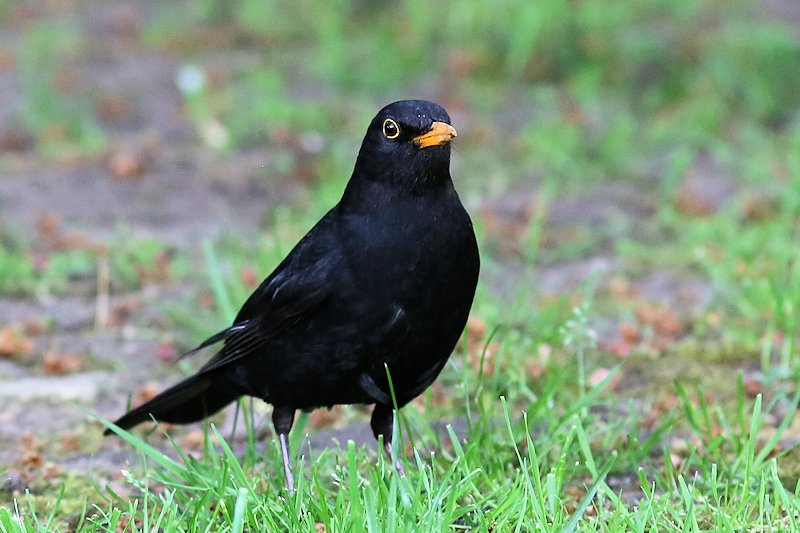 05 10 blackbird 06