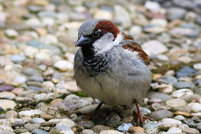 05 10 sparrow 01