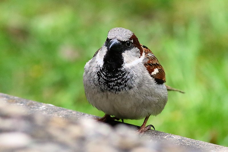 05 10 sparrow 02