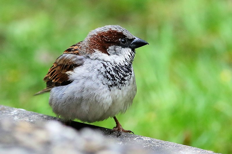 05 10 sparrow 04